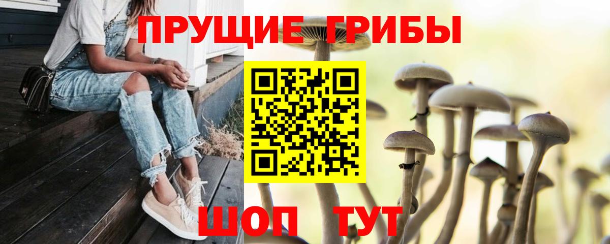Галлюциногенные грибы Psilocybe Сорочинск